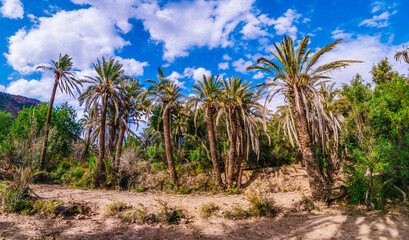 Lush green palm trees thrive in a beautiful oasis nestled within the breathtaking Atlas mountains of Morocco, creating a picturesque scene under a vibrant blue sky dotted with fluffy white clouds