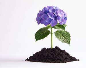 A vibrant purple hydrangea flower emerging from dark soil against a white background.