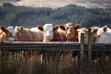 Cattle grazing near the scenic landscapes of Isle of Skye, Scotland during a sunny afternoon