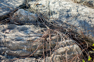 dry long bare branches on the rocks