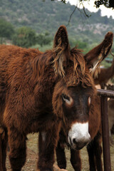Fototapeta premium Portrait of a long-haired donkey