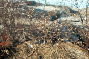 tiny  white bloom plant in the beach 