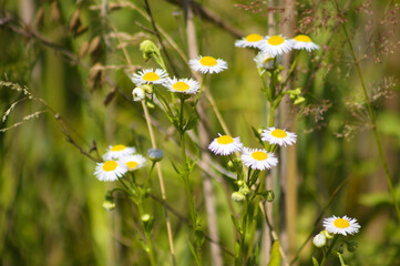 Closeup of annual fleabane flowers with green blurred plants on background
