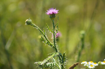 Closeup of spiny plumeless thistle flower with green blurred background