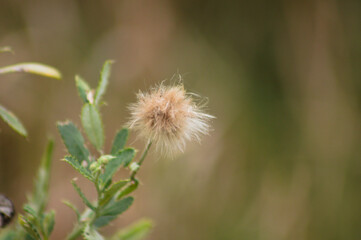 Closeup of fluffy creeping thistle seed with green blurred background