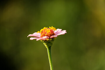 ピンクの花と柔らかな緑の背景