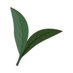 Green leaves with elongated shapes showcasing intricate vein patterns in vector style