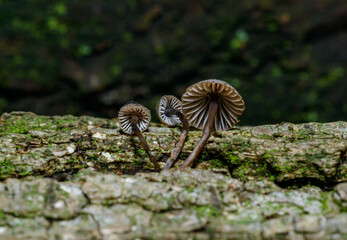 Mycena meliigena - small saprophytic mushroom growing on the bark of an old oak tree, Odessa