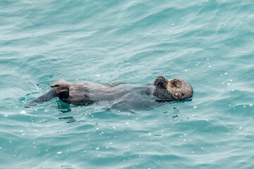 Obraz premium ラッコ