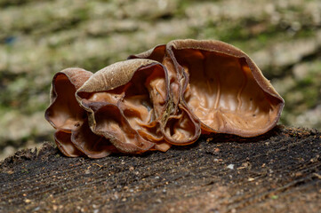 Auricularia auricula-judae - saprophytic fungus growing on an old tree stump, Odessa