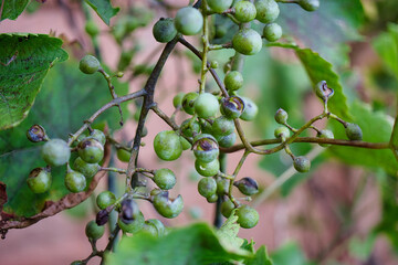Diseases affecting fruit trees observed in a local orchard during the warm summer months