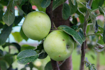 Troubles of fruit in an orchard highlighting diseases affecting apple trees during late summer season