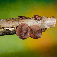 Auricularia auricula-judae - saprophytic fungus growing on an old tree stump, Odessa