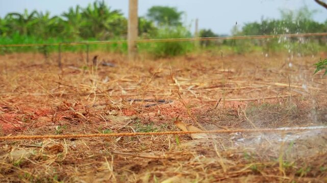 Man's hand sprinkles white powder in a slow motion over the land. Indian real-estate land plotting and demarcation. Preparation of a construction site White powder disperses on ground in a slow motion