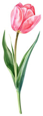 Obraz premium PNG Pink Tulip flower tulip illustration vibrant.