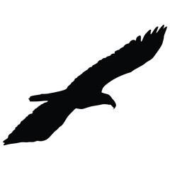 Eagle, silhouette of eagle, Eagle logo, icon, Logo, Vector graphic of eagle icon.