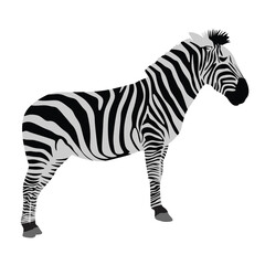 zebra vector illustration