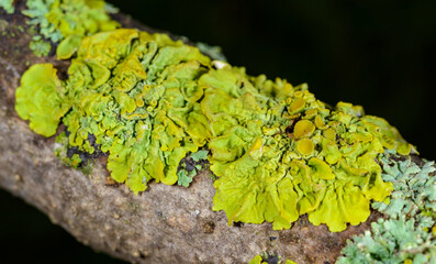 Xanthoria parietina - yellow-green lichen on a tree branch against the blue sky, Odessa