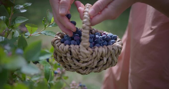 Weibliche Hand sortiert Blaubeeren in K&ouml;rbchen