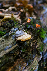 Fomes fomentarius.The species produces very large polypore fruit bodies which are shaped like a horse's hoof and vary in colour from a silvery grey to almost black though they are normally brown.