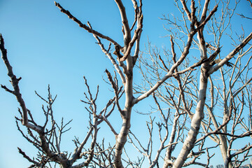bare branches of a tree against sky