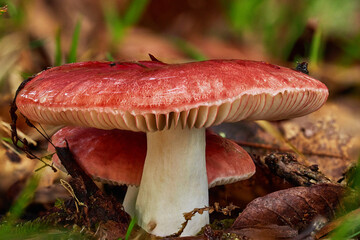 Magical and beautiful mushrooms from the forest.