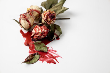 A Bloody dead buds of rose with blood on a white background. Dry flowers of the rose.
