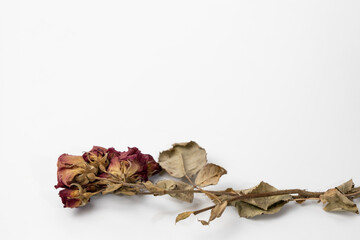 A beautiful dry rose on a white background. Dead flowers of the rose with copy space