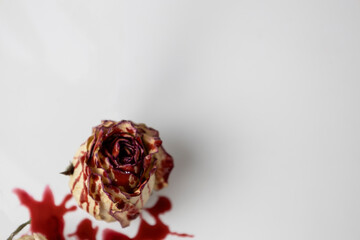 A Bloody dead bud of rose with blood on a white background. Dry flower of the rose.