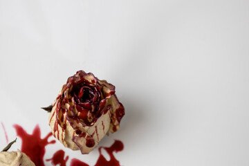 A Bloody dead bud of rose with blood on a white background. Dry flower of the rose.