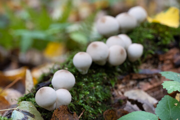 Group of edible mushrooms growing on a tree trunk in the autumn forest. Lycoperdon pyriforme.