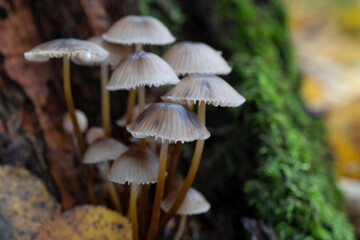 Group of mushrooms, Mycena leptocephala, growing on a tree trunk in the autumn forest.