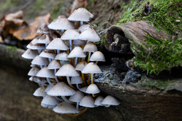 Group of mushrooms, Mycena leptocephala, growing on a tree trunk in the autumn forest.