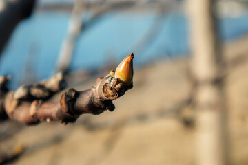 close up of a branch bud