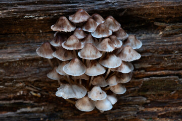 Group of mushrooms, Mycena leptocephala, growing on a tree trunk in the autumn forest.