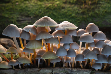 Group of mushrooms, Mycena leptocephala, growing on a tree trunk in the autumn forest.
