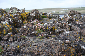 Rugged coastal landscape on Isle of Skye featuring vibrant wildflowers and rocky terrain in Scotland