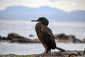 Cormorant resting on rocky shore at Isle of Skye in Scotland during a cloudy day