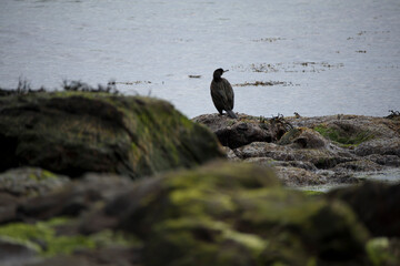 Cormorant resting on rocky shore at Isle of Skye in Scotland during calm weather