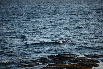 Calm waters of Isle of Skye at dusk reveal the beauty of Scotland's coastline and rocky shores