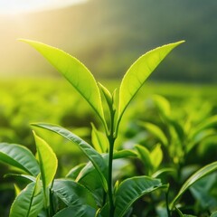 Fototapeta premium Fresh green tea leaf on bush at tea plantation background