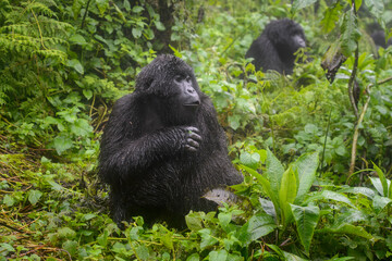Mountain gorilla (Gorilla gorilla beringei) portrait in rain, Volcanoes National Park, Rwanda.