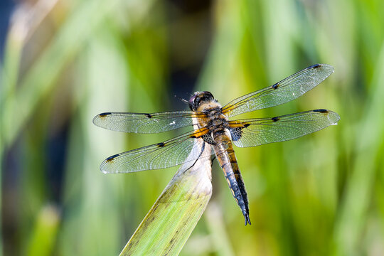 Vierfleck Libelle (Libellula quadrimaculata)	