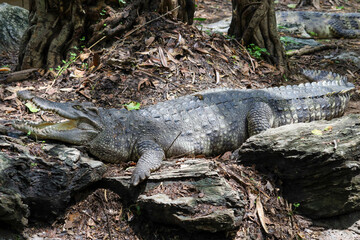 Close up crocodile is action show head in garden