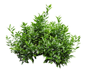Tropical plant fence bush green shrub tree isolated on white background with clipping path.