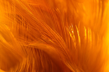 Macro brown feather background,orange feather pigeon macro photo. texture or background