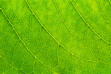 Macro close up of leaves,close-up view of a large leaf, with visible veins creating a beautiful network pattern across its textured surface. The vibrant green hue brings out its