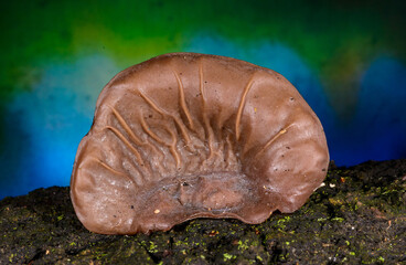 Auricularia auricula-judae - saprophytic fungus growing on an old tree stump, Odessa