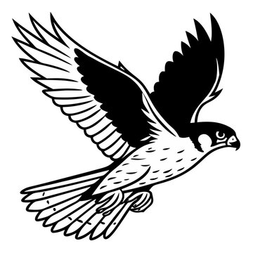 Peregrine Falcon
