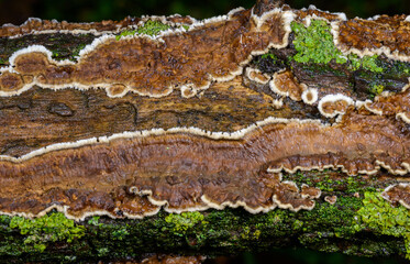 Cylindrobasidium evolvens - saprotrophic crust fungus on a rotten tree branch, Odessa
